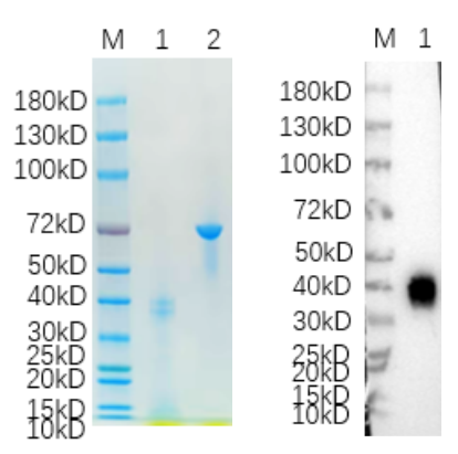 Reducing 4%-20% SDS-PAGE (CBB stained) and WB (Rabbit anti-Homo sapiens (Human) PRAME Polyclonal antibody) analysis profiles of purified PRAME.
1. PRAME: 1 μg
2. BSA: 1 μg